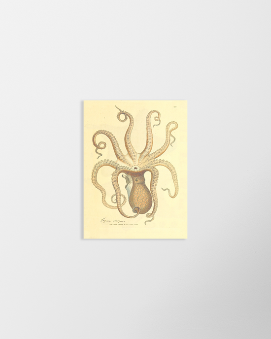 Octopus – Vintage Restored Print
