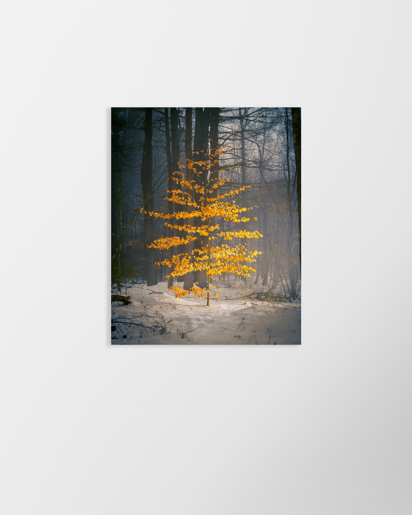 shutesbury winter tree by Jamie Malcolm Brown