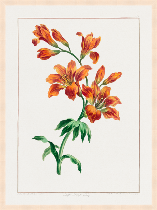 Orange Lily I – Vintage Botanical Print