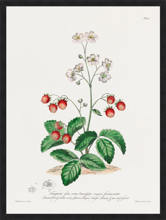 Strawberries – Vintage Botanical Print
