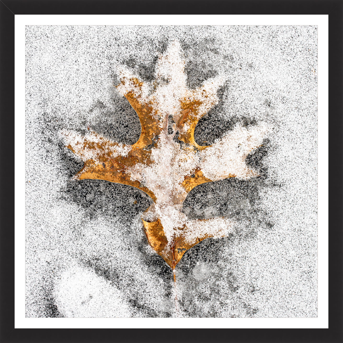 Snowy Leaf – signed print by Trevor D