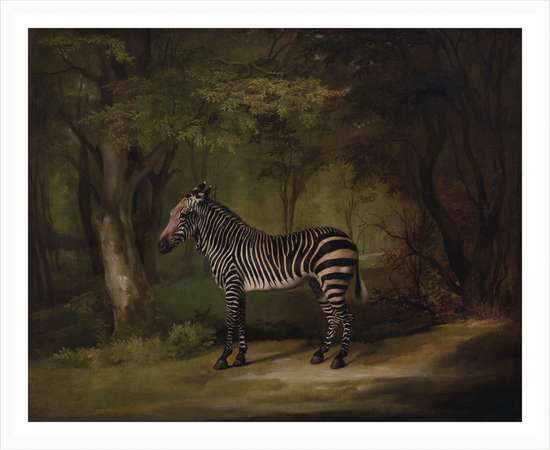 Cargar imagen en el visor de la galería, Zebra in Woods – Vintage Restored Print
