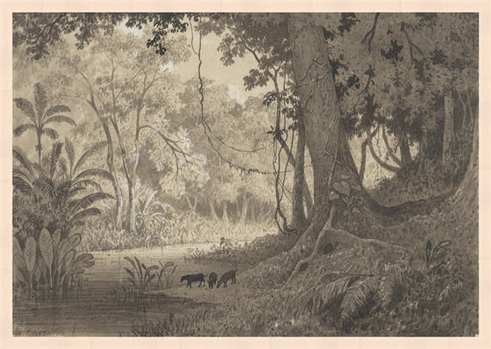 Cargar imagen en el visor de la galería, Forest Scenery Near Tamana (1857) – Vintage Print by Michel Jean Cazabon
