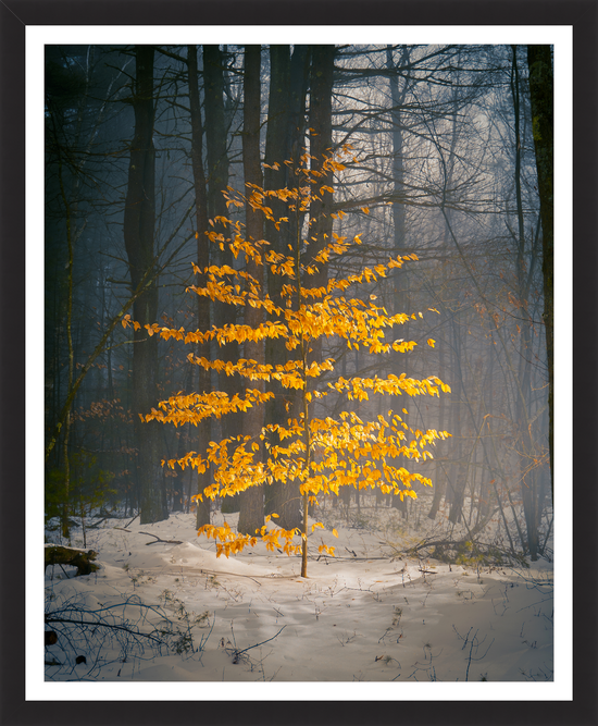 Load image into Gallery viewer, shutesbury winter tree by Jamie Malcolm Brown
