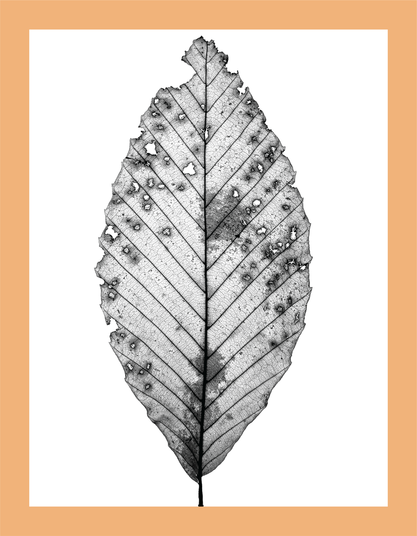 The Beauty of Nature II - signed print by Trevor D