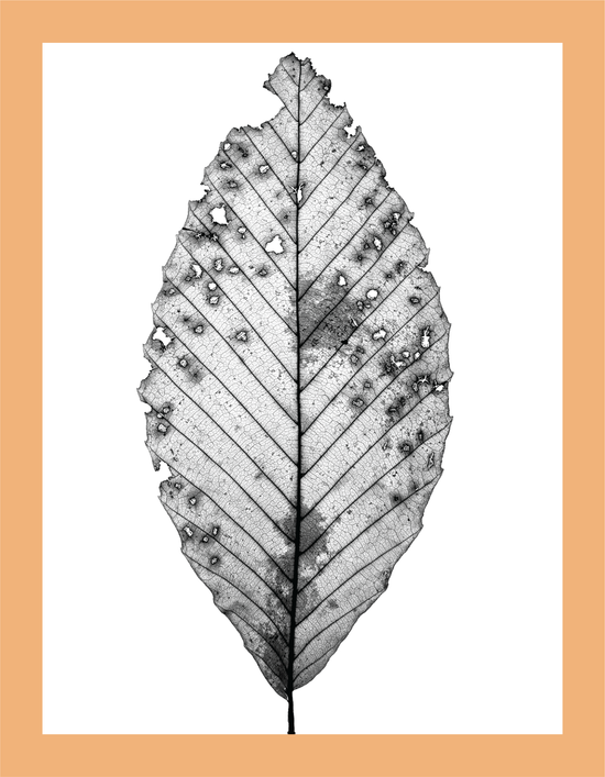 The Beauty of Nature II - signed print by Trevor D