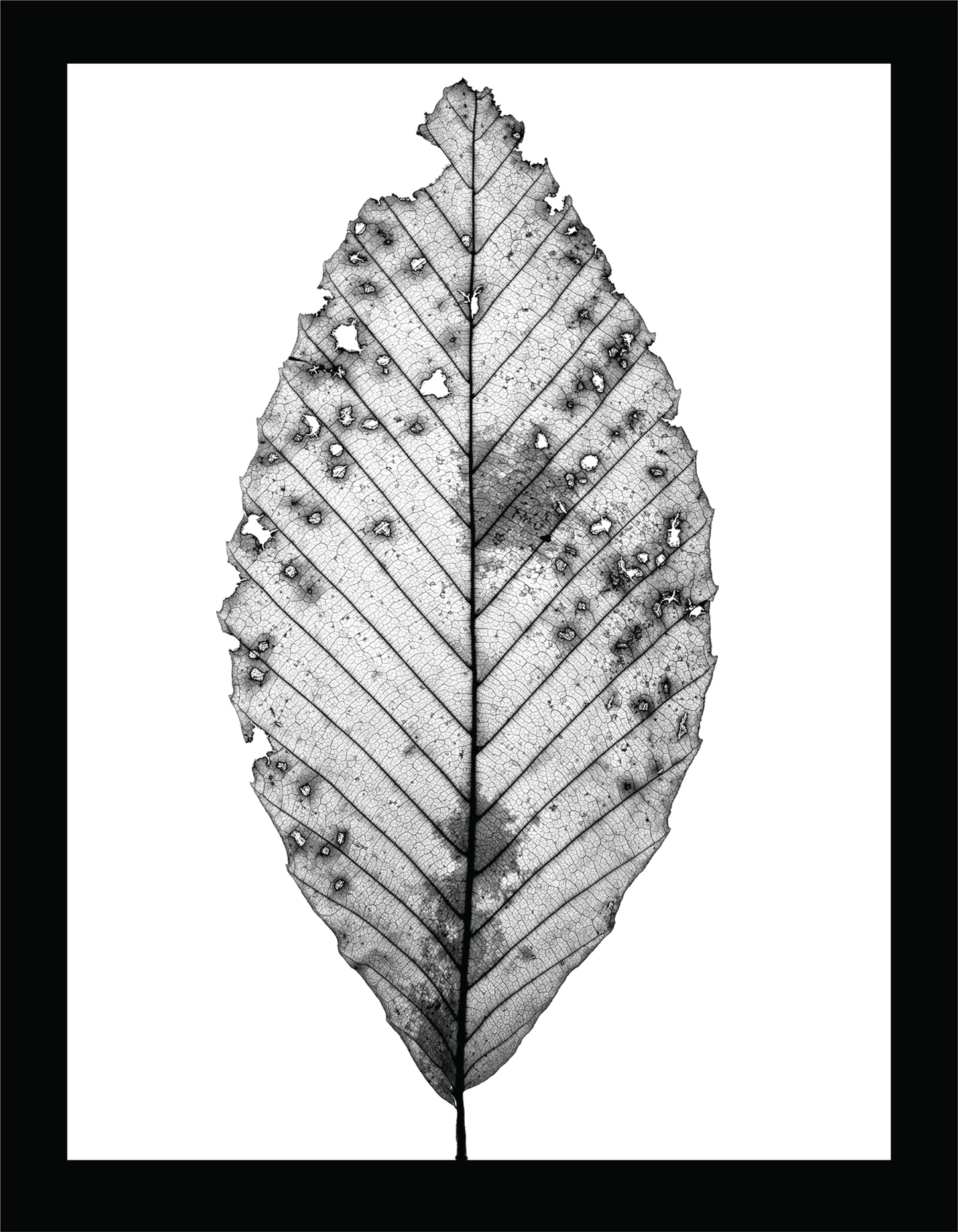 The Beauty of Nature II - signed print by Trevor D