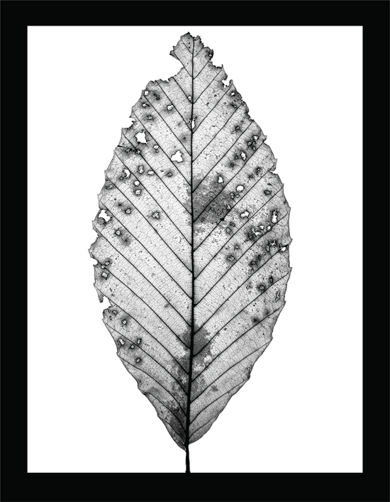 The Beauty of Nature II - signed print by Trevor D