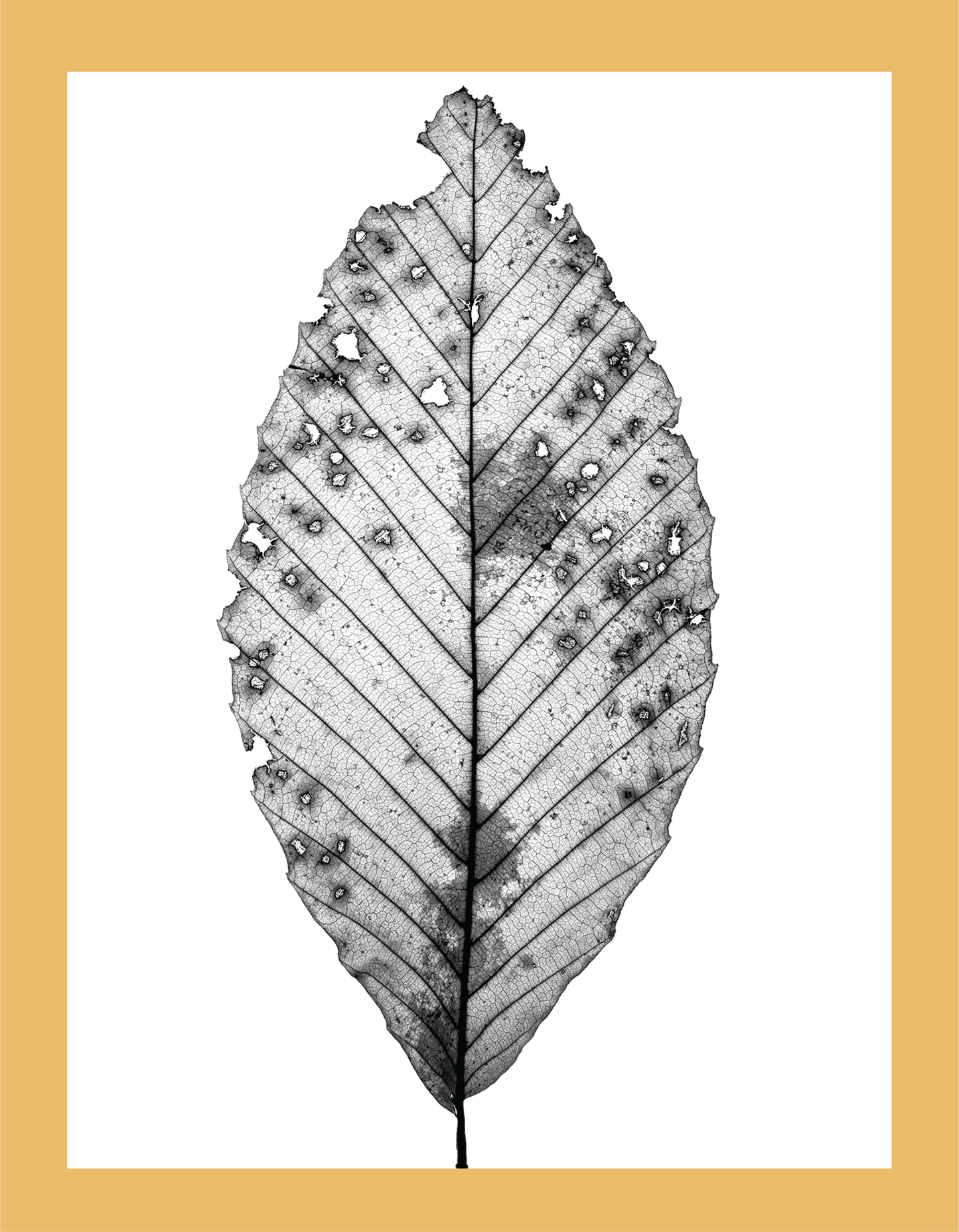 The Beauty of Nature II - signed print by Trevor D