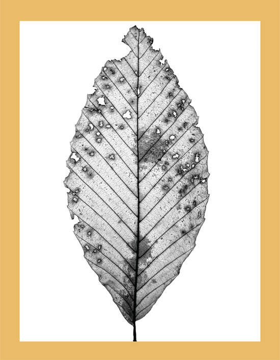 The Beauty of Nature II - signed print by Trevor D