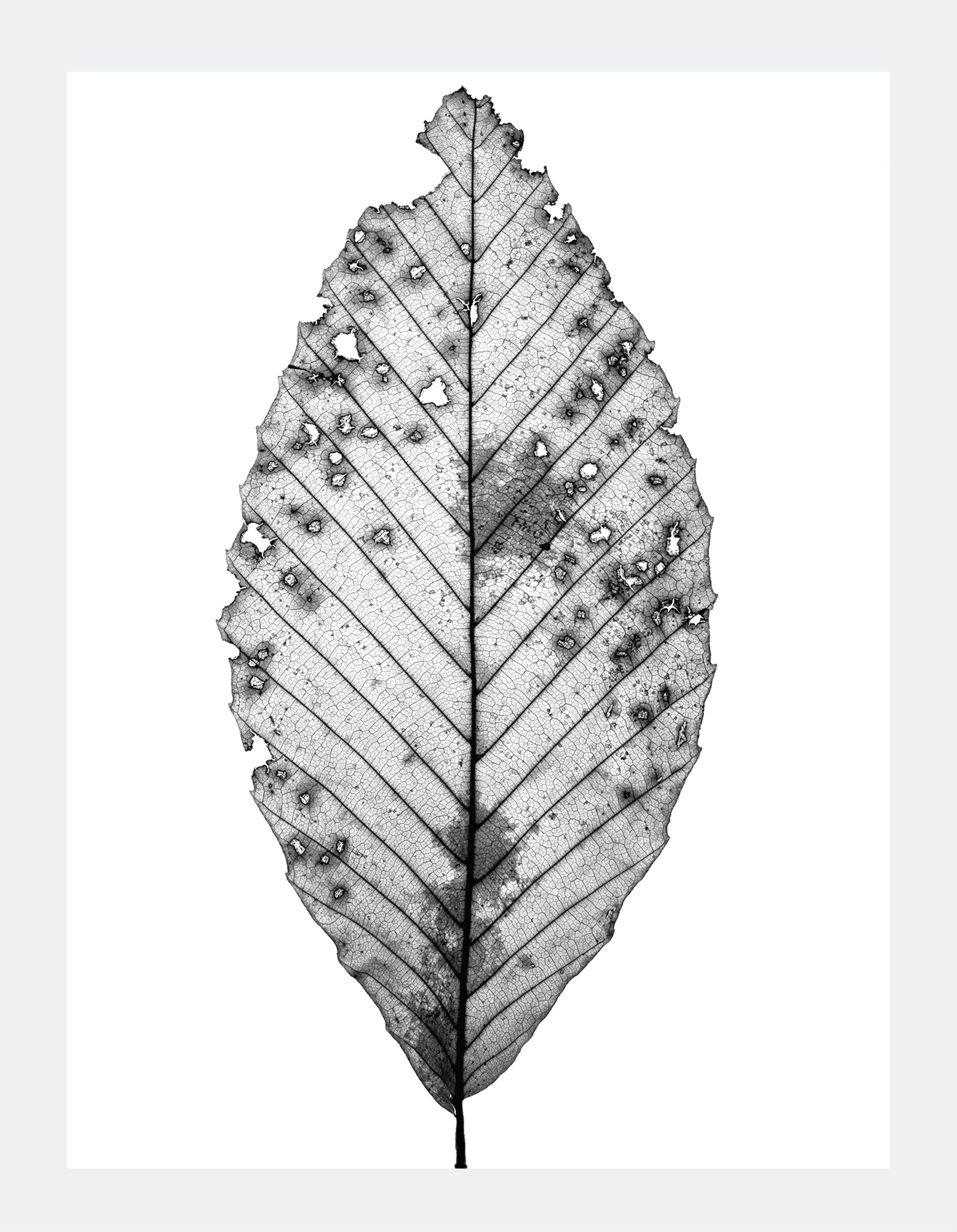 The Beauty of Nature II - signed print by Trevor D