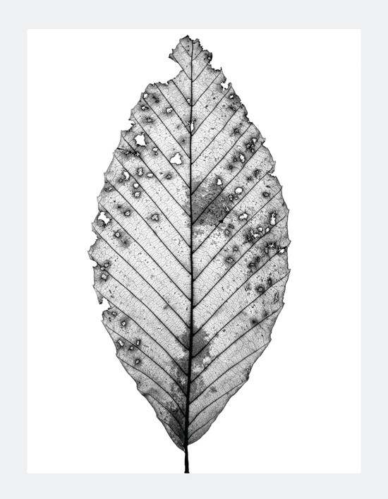 The Beauty of Nature II - signed print by Trevor D