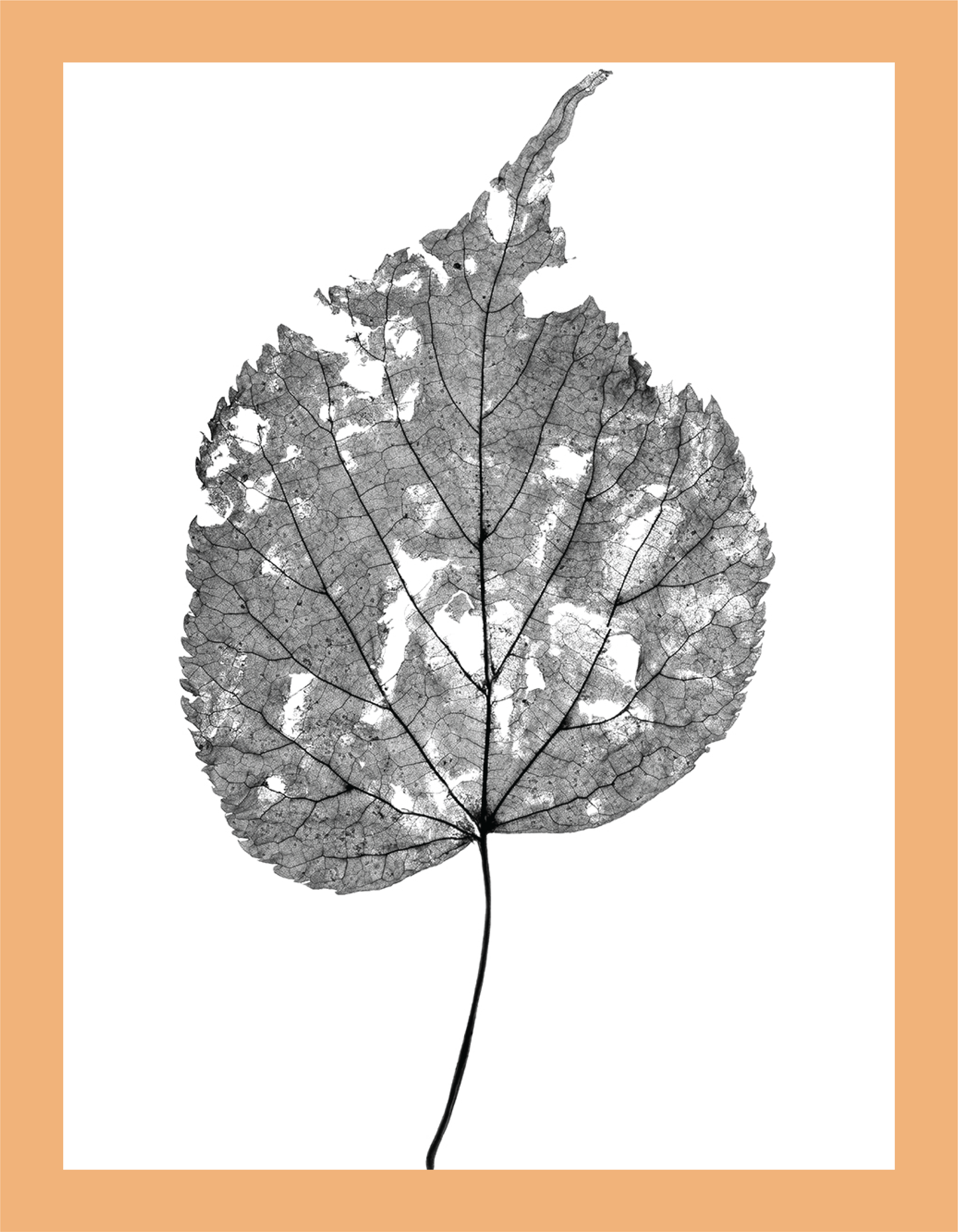 The Beauty of Nature III - signed print by Trevor D