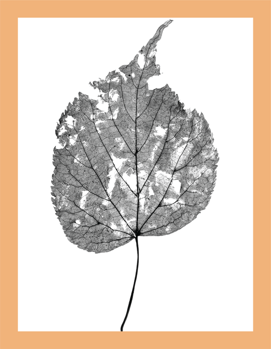 The Beauty of Nature III - signed print by Trevor D