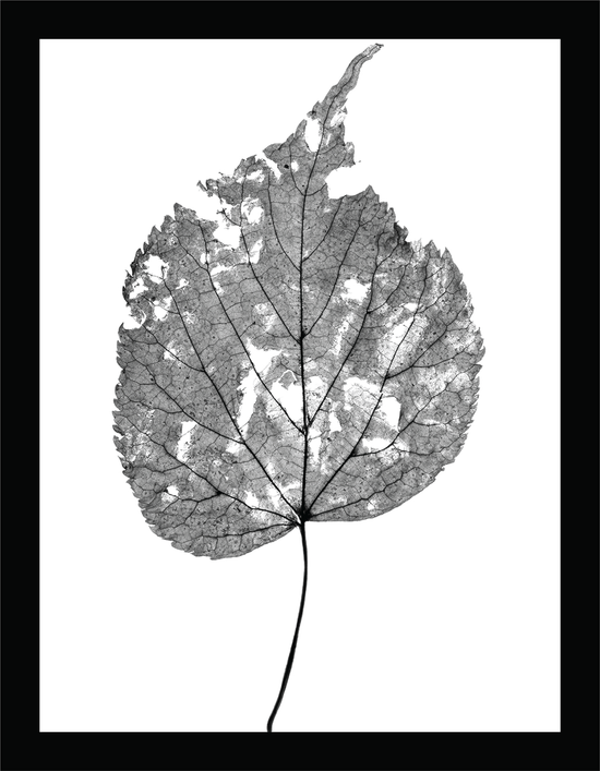 The Beauty of Nature III - signed print by Trevor D