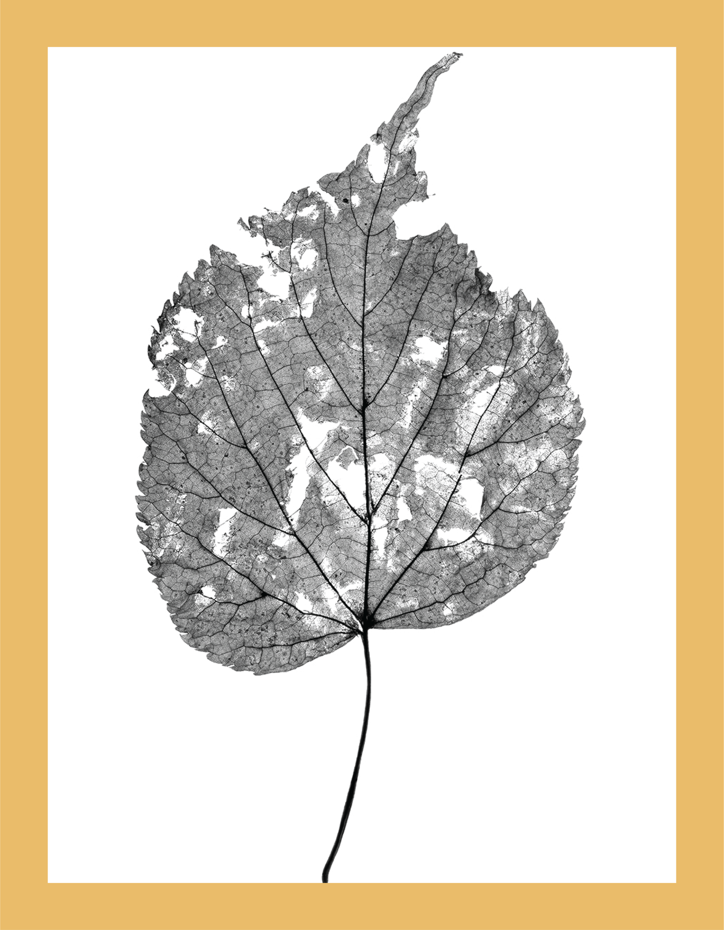 The Beauty of Nature III - signed print by Trevor D