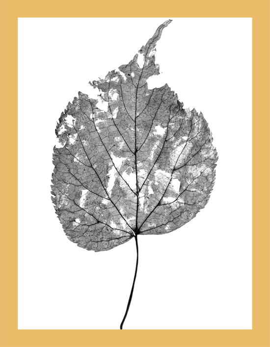 The Beauty of Nature III - signed print by Trevor D