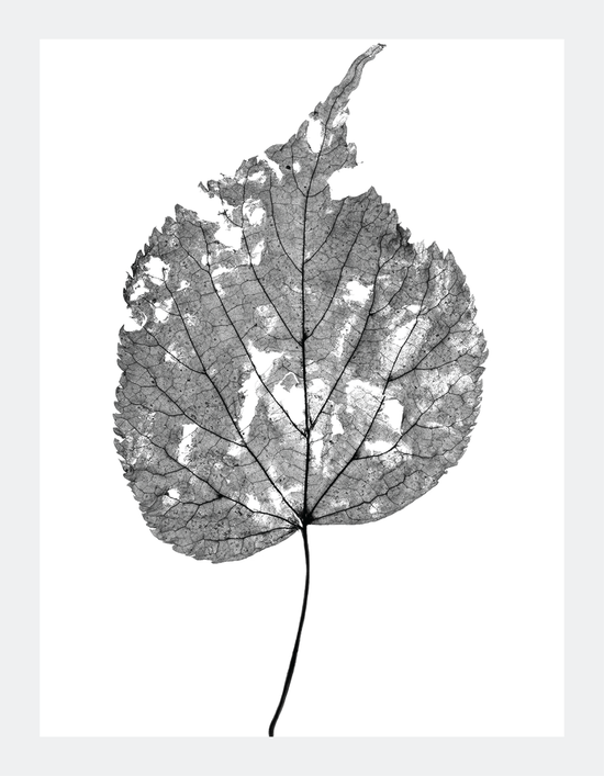 The Beauty of Nature III - signed print by Trevor D