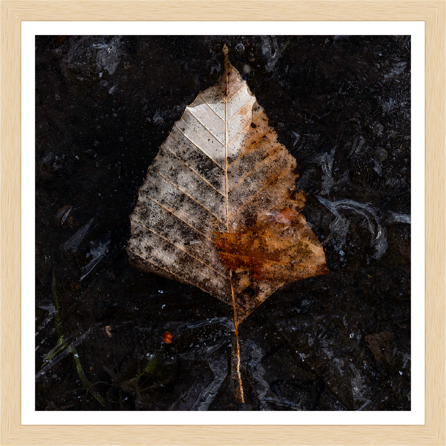 Frozen Leaf – signed print by Trevor D