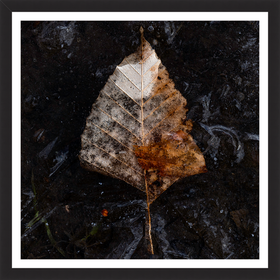 Frozen Leaf – signed print by Trevor D
