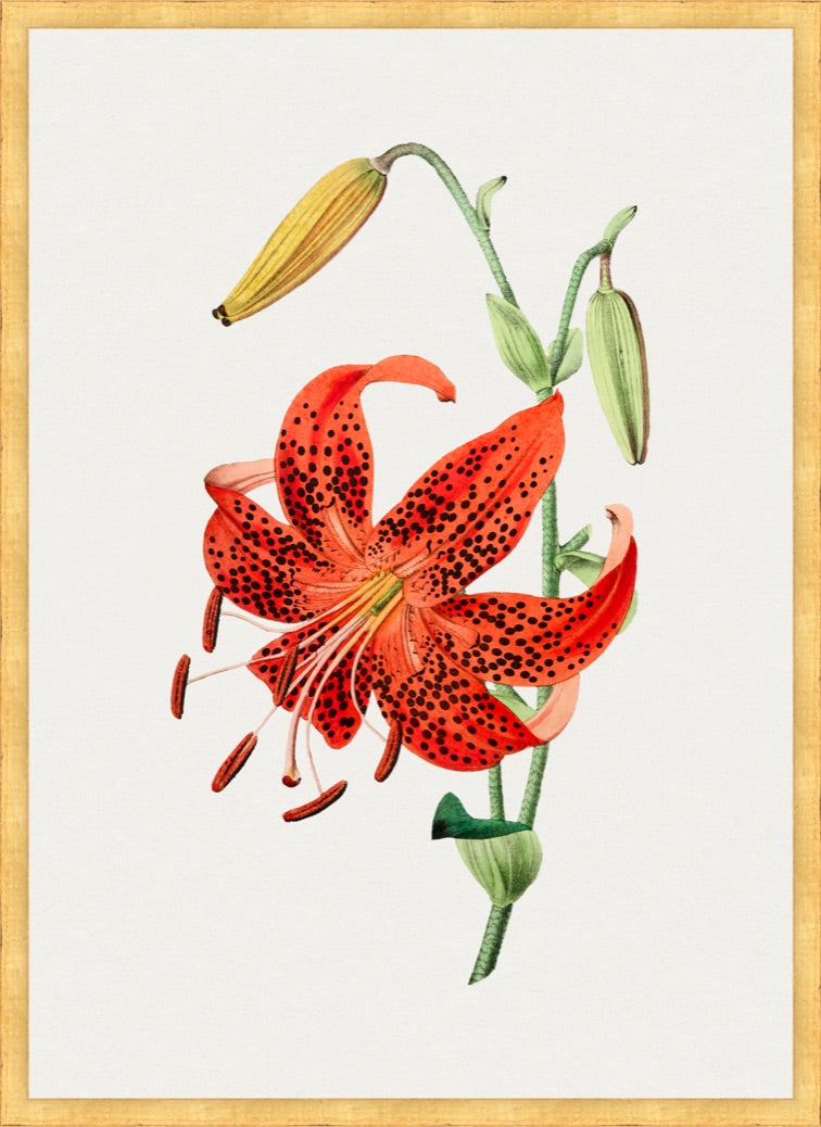 lily flower botanical illustration Orange Lily II – Vintage Botanical Print – Hope and Feathers Framing