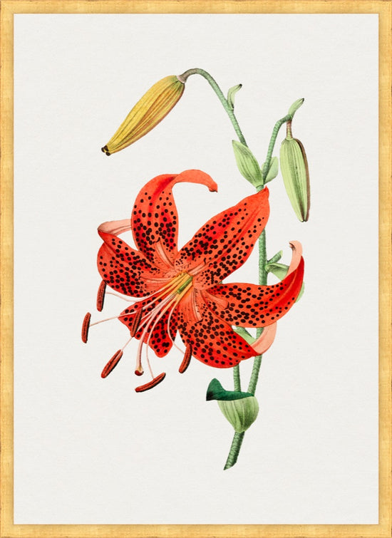 Orange Lily II – Vintage Botanical Print