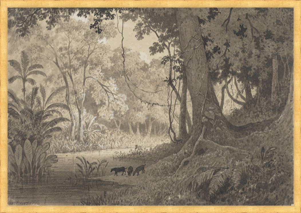Load image into Gallery viewer, Forest Scenery Near Tamana (1857) – Vintage Print by Michel Jean Cazabon
