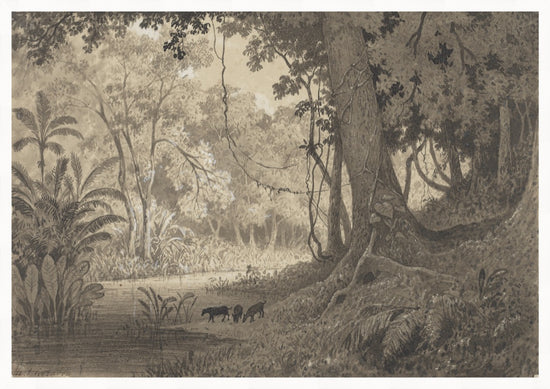 Forest Scenery Near Tamana (1857) – Vintage Print by Michel Jean Cazabon
