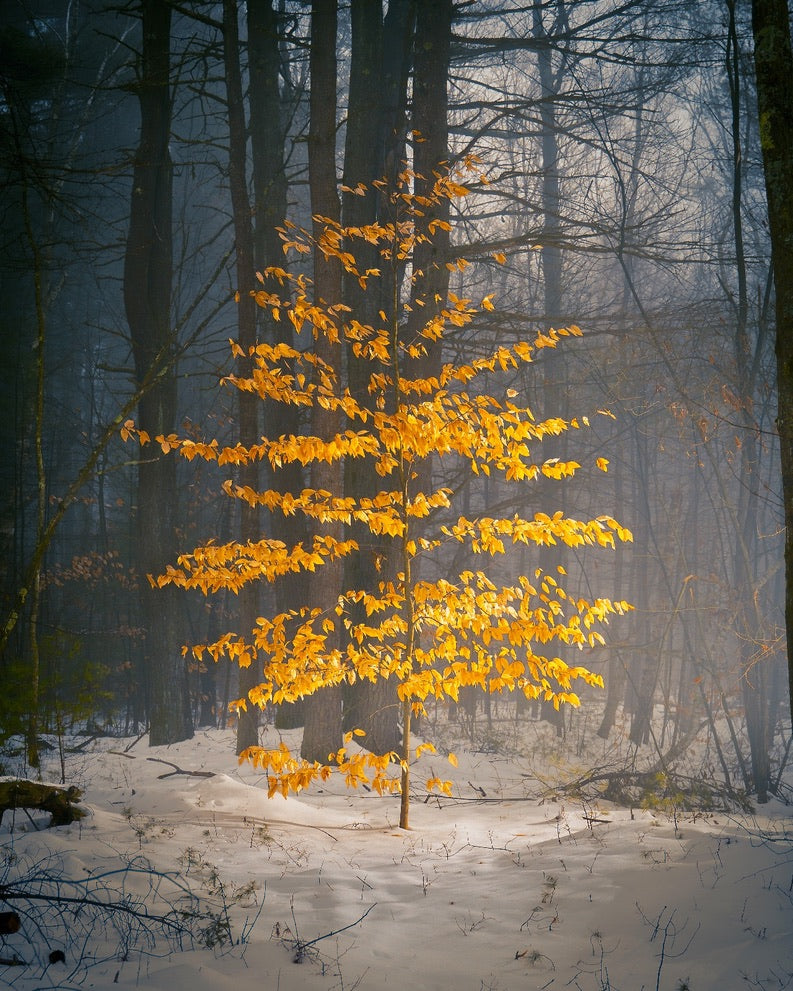 shutesbury winter tree by Jamie Malcolm Brown