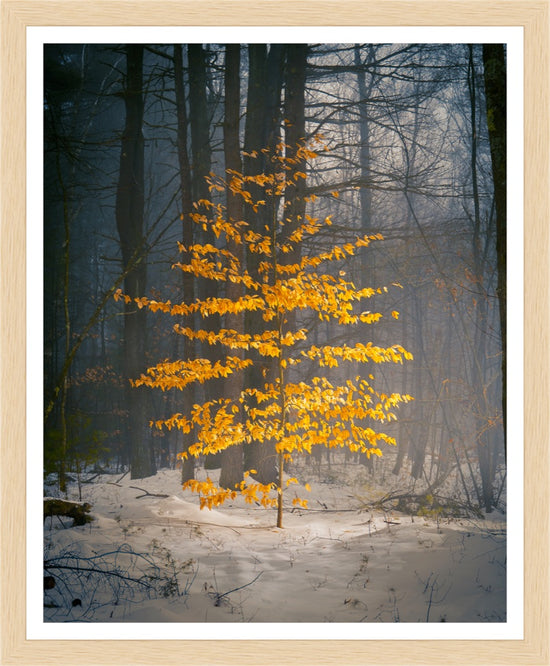 Cargar imagen en el visor de la galería, shutesbury winter tree by Jamie Malcolm Brown

