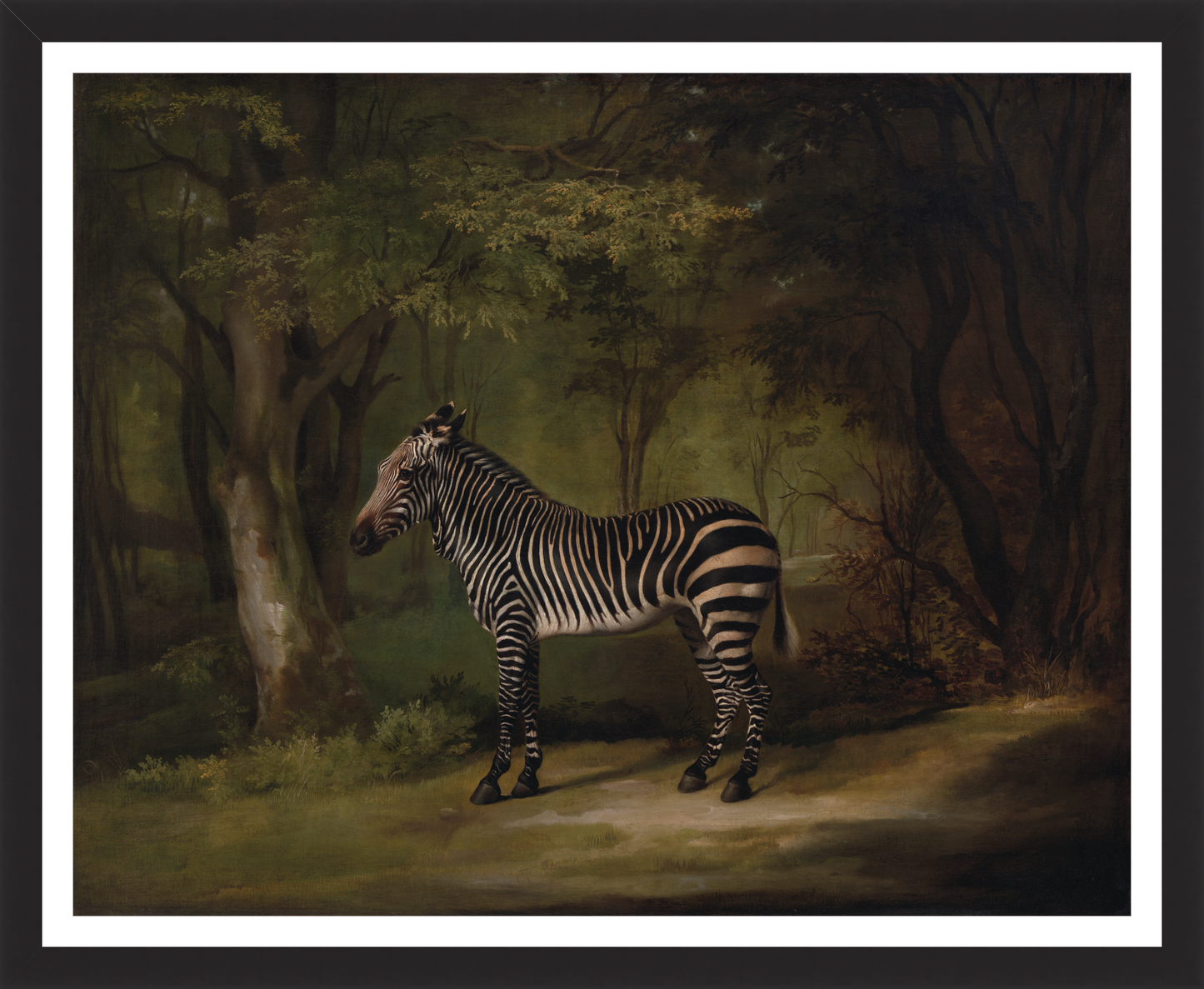 Zebra in Woods – Vintage Restored Print