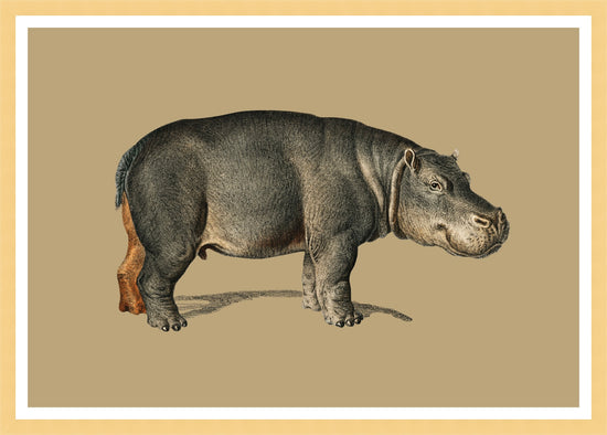 Hippo – Vintage Restored Print