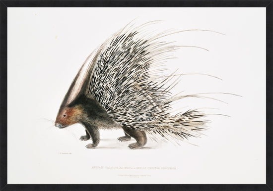 Load image into Gallery viewer, Porcupine – Vintage Restored Print
