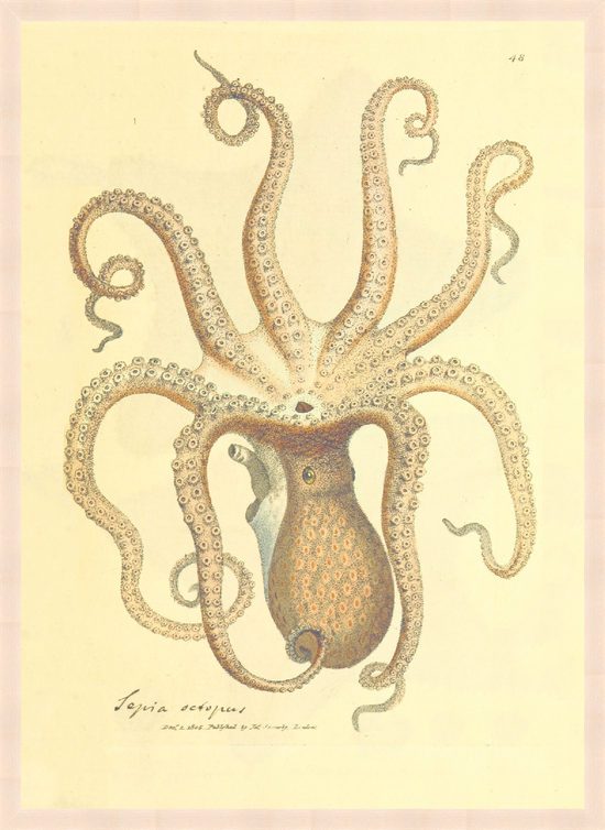 Octopus – Vintage Restored Print
