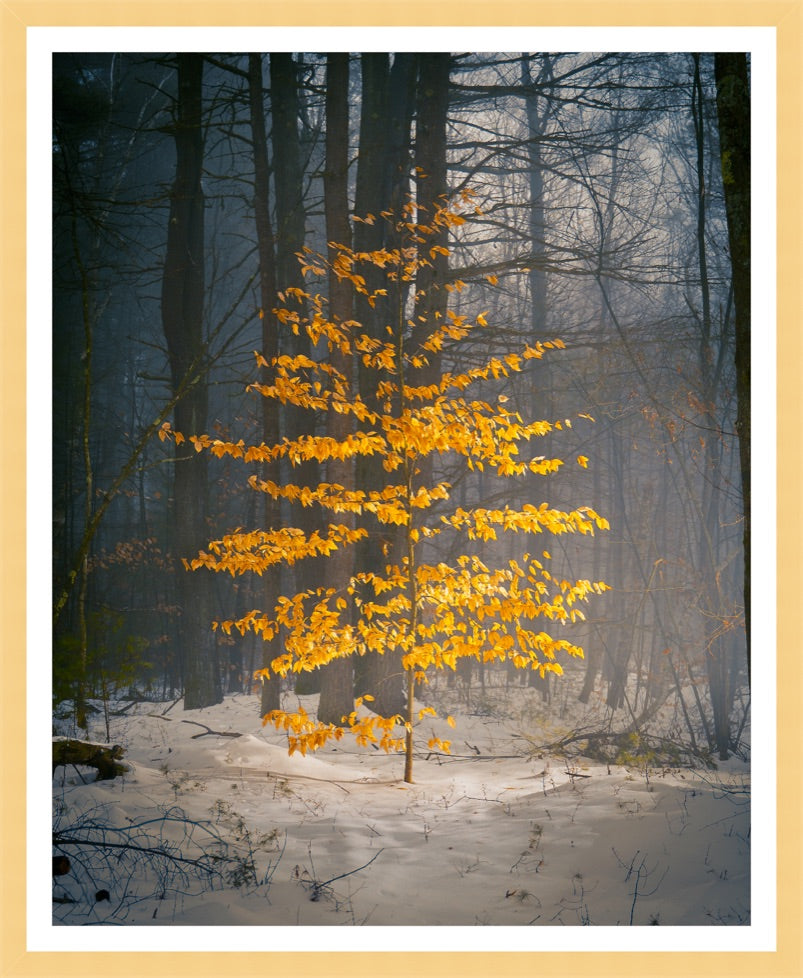 Load image into Gallery viewer, shutesbury winter tree by Jamie Malcolm Brown
