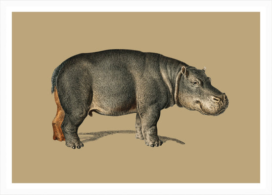 Load image into Gallery viewer, Hippo – Vintage Restored Print
