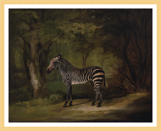 Load image into Gallery viewer, Zebra in Woods – Vintage Restored Print
