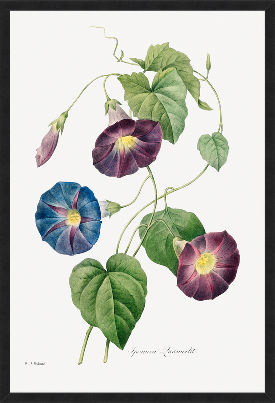 Load image into Gallery viewer, Morning Glory – Vintage Restored Print
