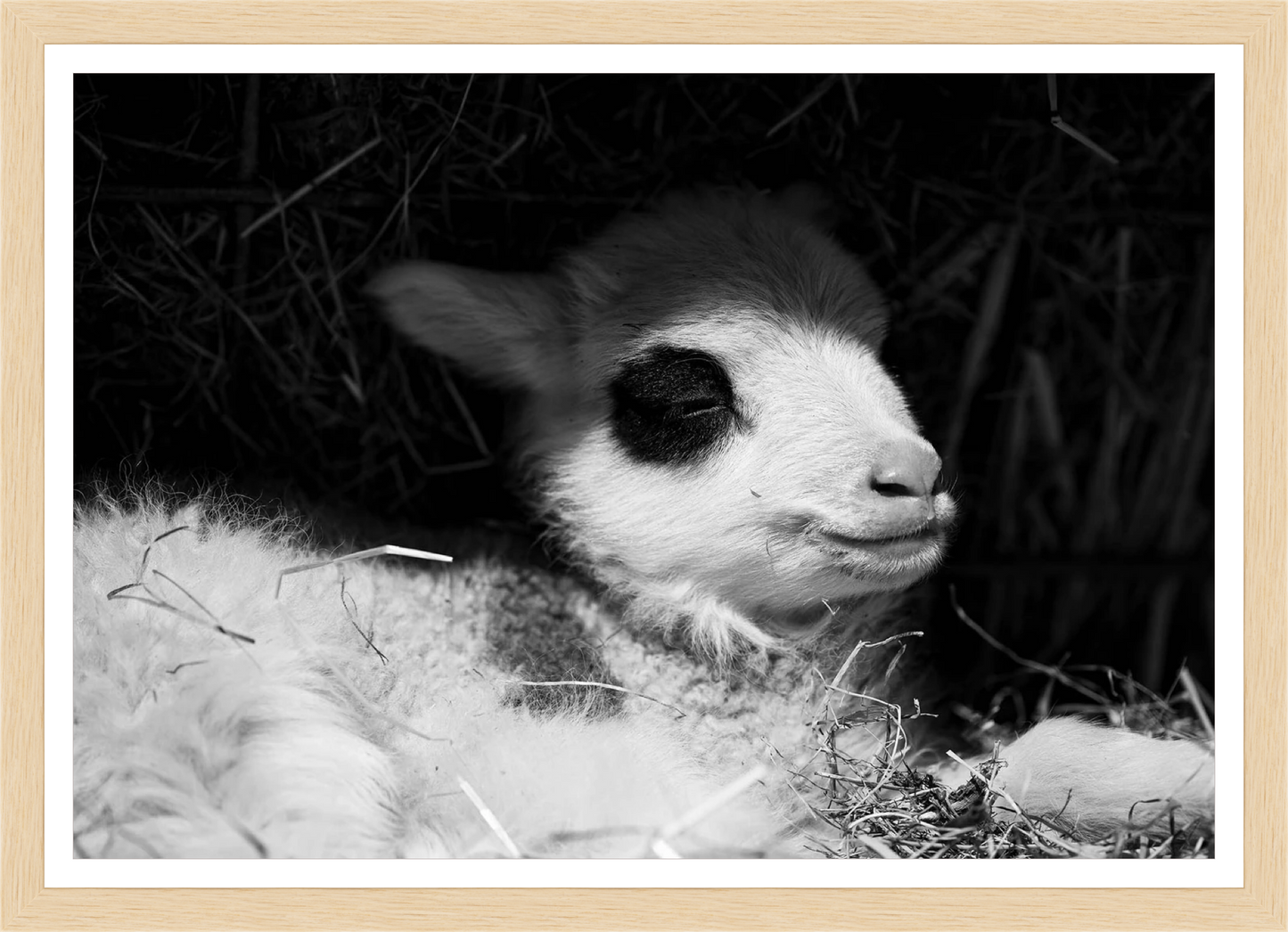 Napping in Hay – signed print by Trevor D