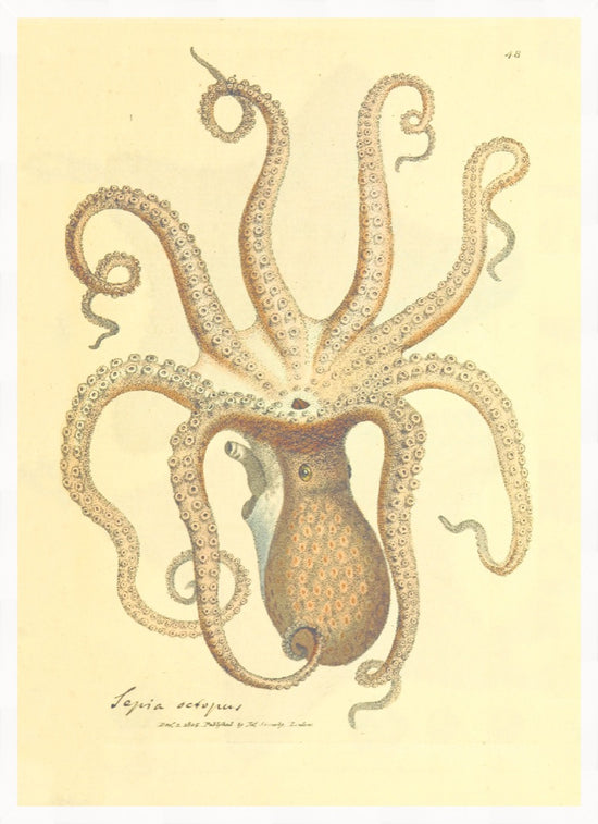Load image into Gallery viewer, Octopus – Vintage Restored Print
