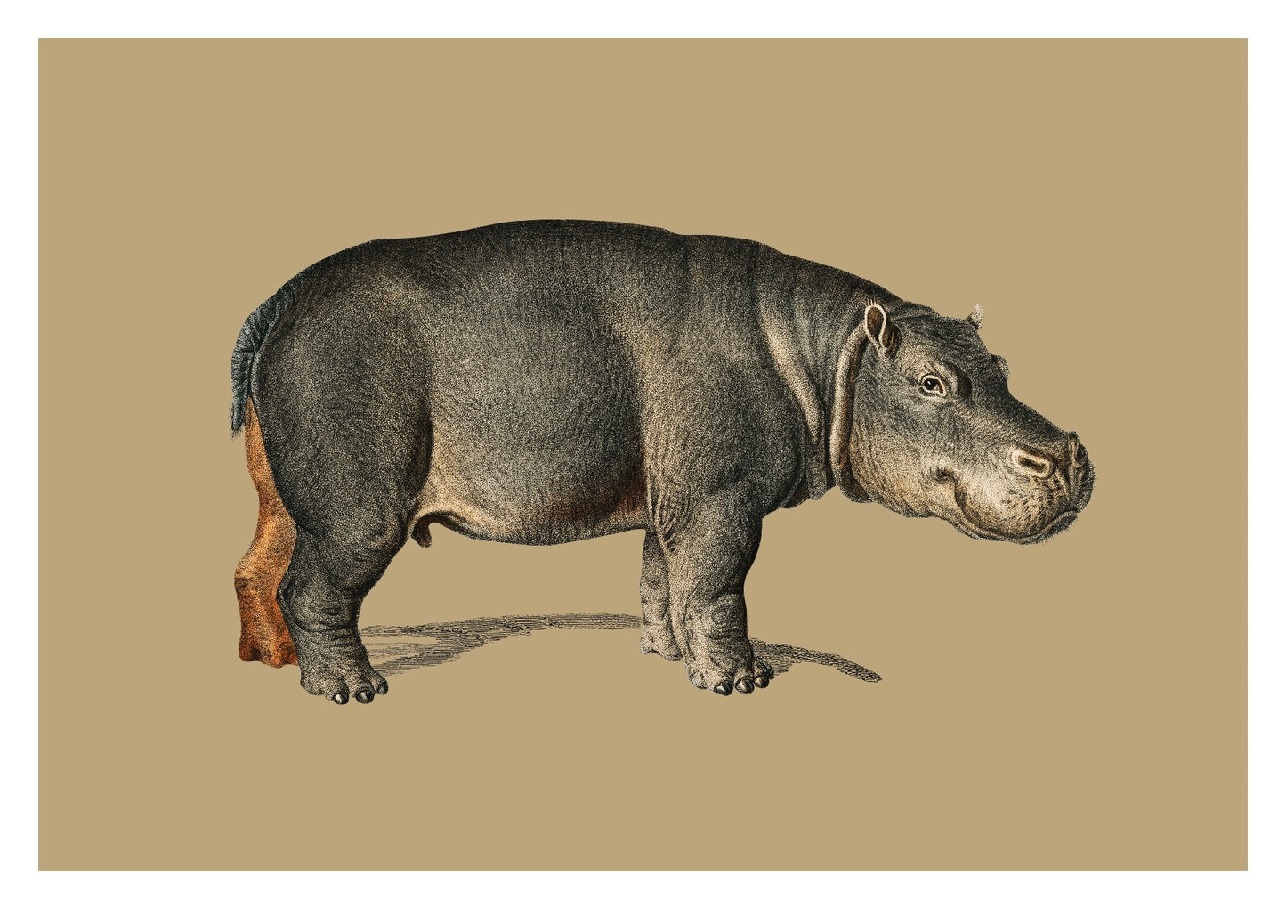 Hippo – Vintage Restored Print