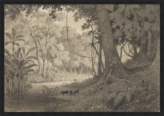 Load image into Gallery viewer, Forest Scenery Near Tamana (1857) – Vintage Print by Michel Jean Cazabon
