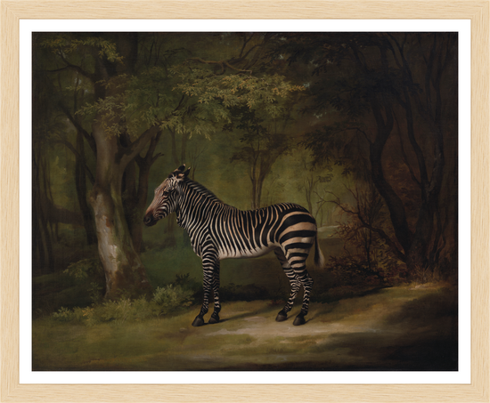 Load image into Gallery viewer, Zebra in Woods – Vintage Restored Print
