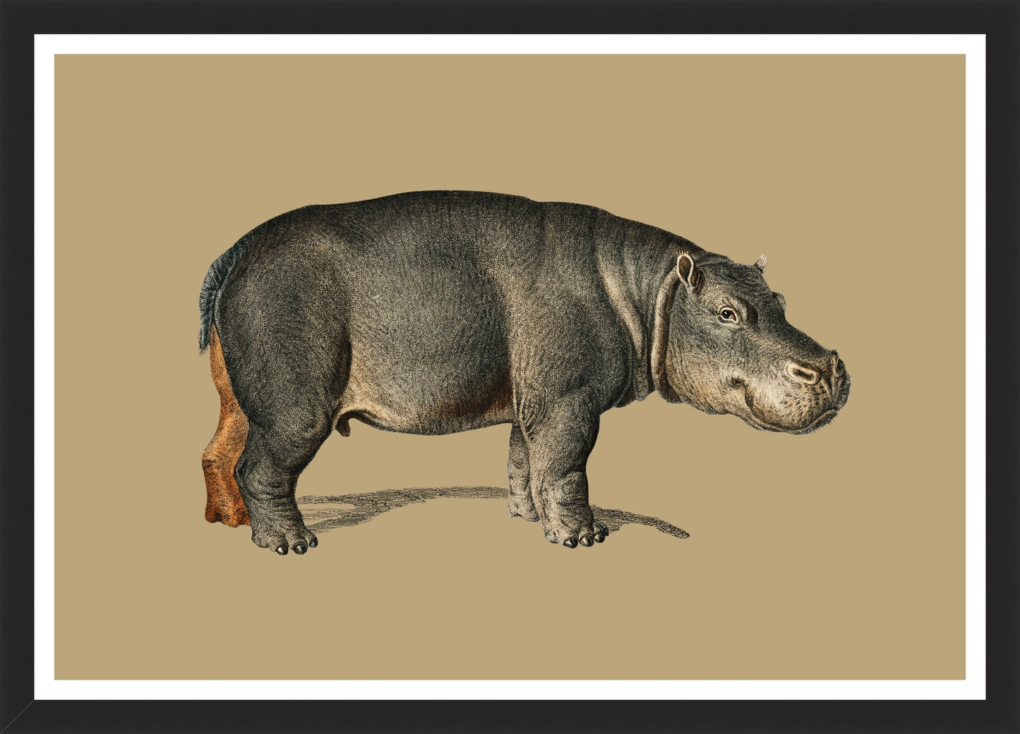 Cargar imagen en el visor de la galería, Hippo – Vintage Restored Print
