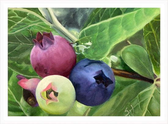 Load image into Gallery viewer, June&amp;#39;s Blueberries – print by Susan Valentine
