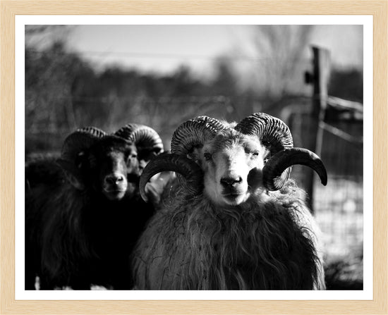 Load image into Gallery viewer, Magnificent Ram – signed print by Trevor D
