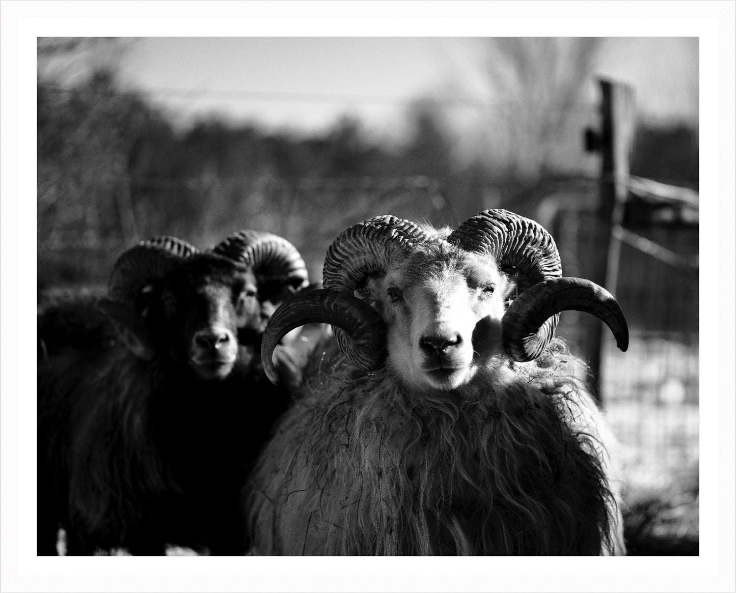 Load image into Gallery viewer, Magnificent Ram – signed print by Trevor D
