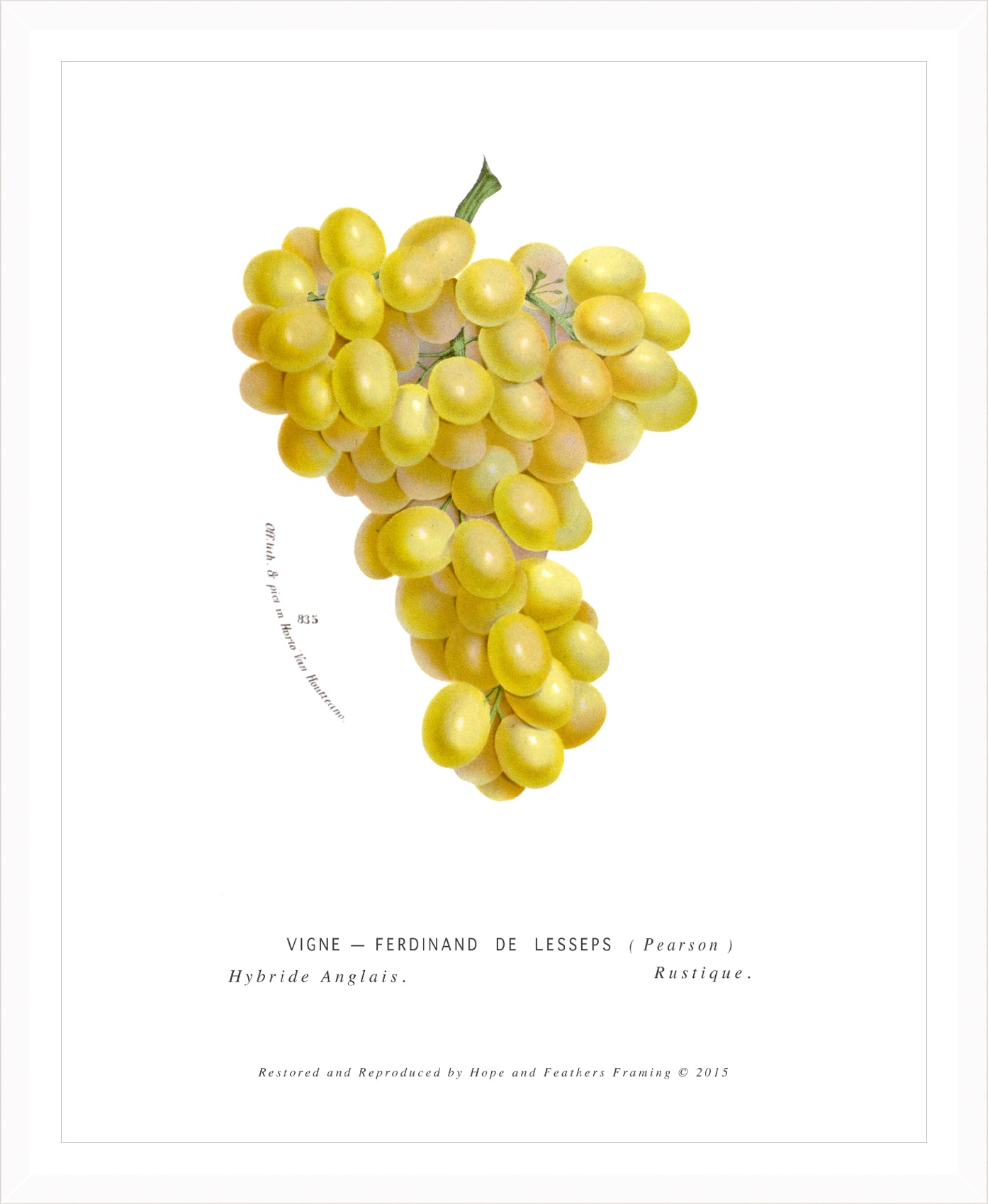Yellow Grapes – Vintage Botanical Print