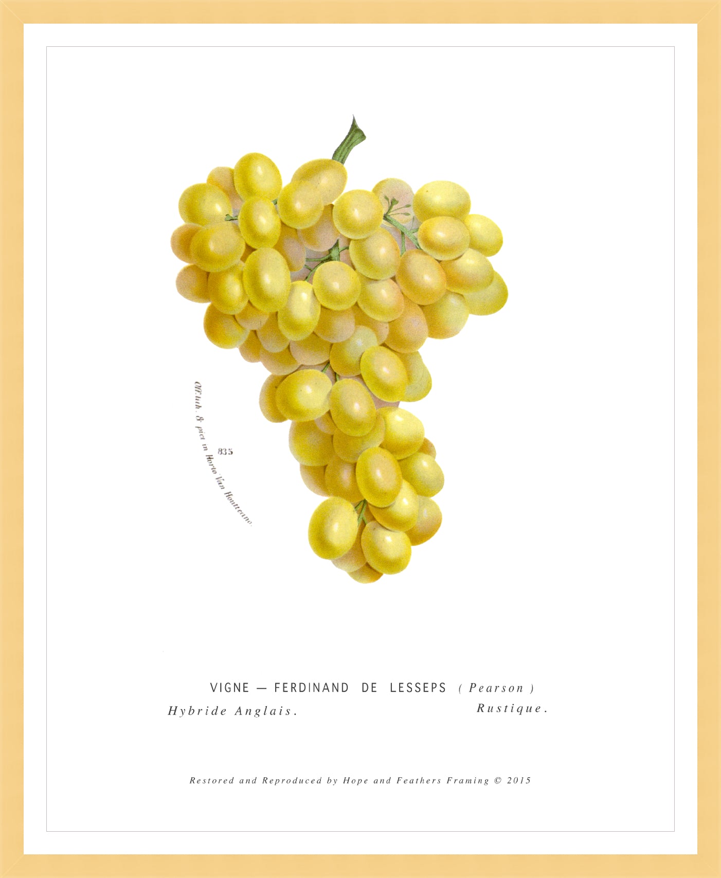 Yellow Grapes – Vintage Botanical Print