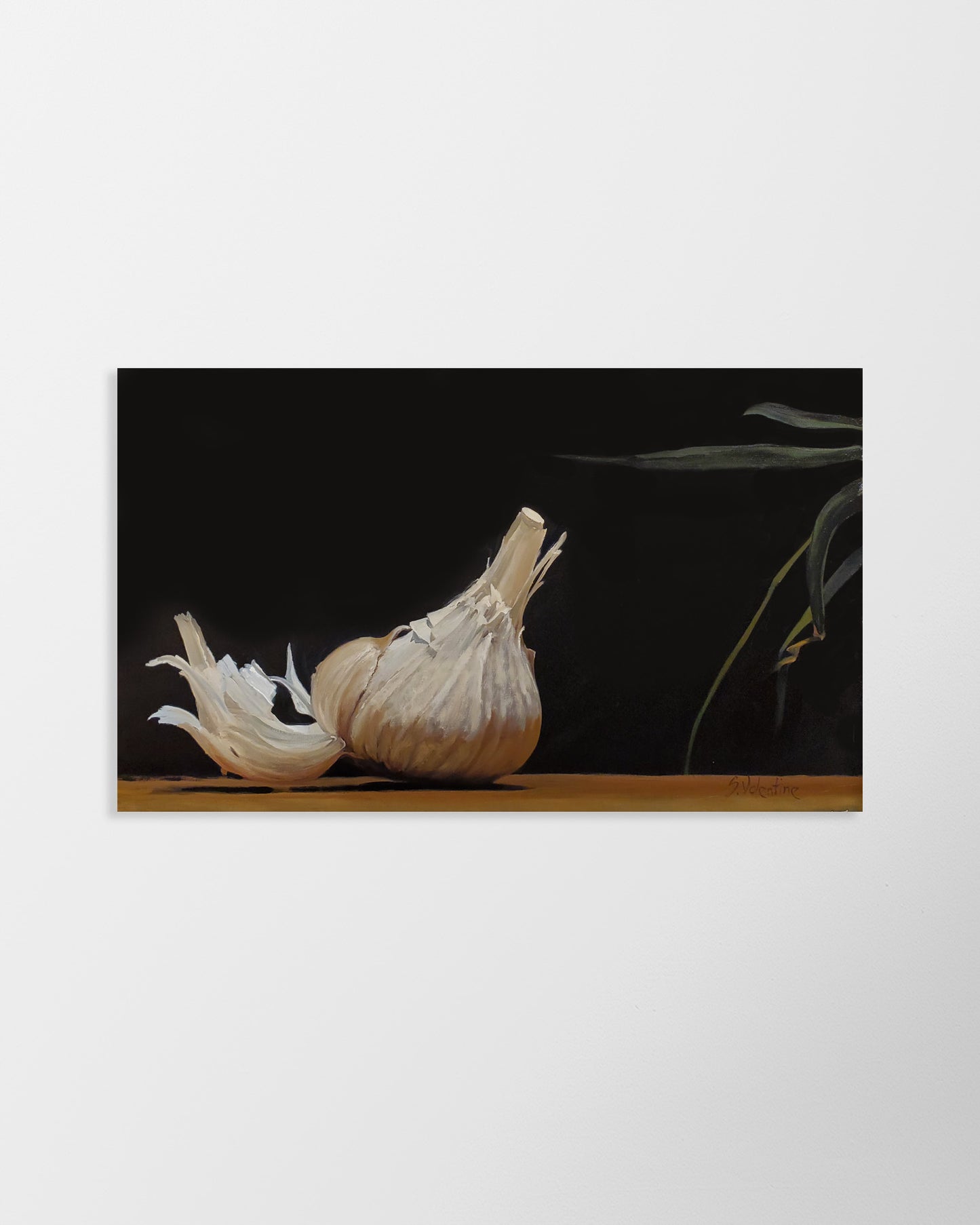 Shayka Tail Feather – print by Susan Valentine